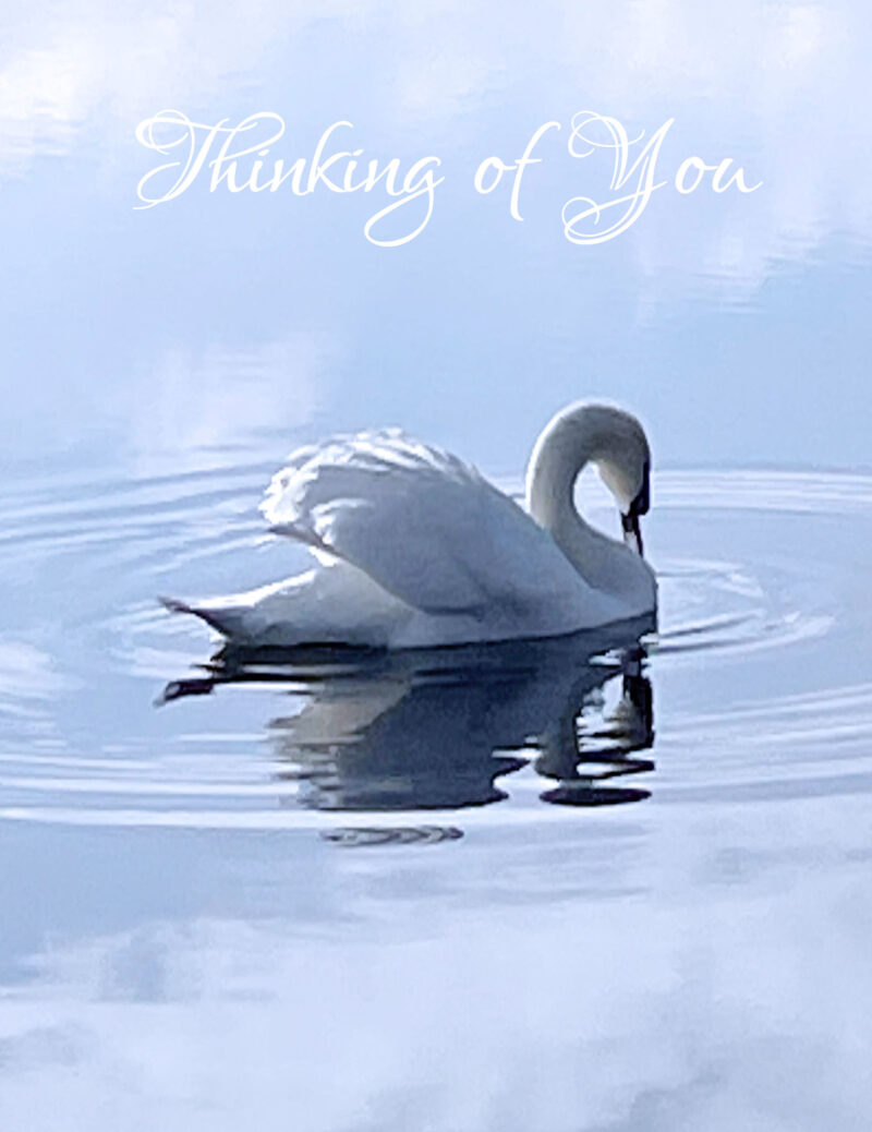 Serene swan with head bowed on rippled cloudy blue waters. Thinking of you card
