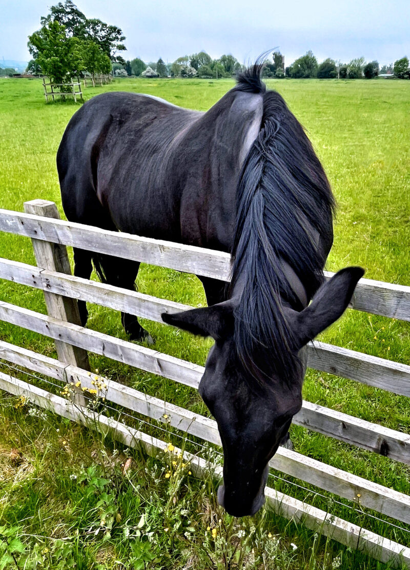 Black horse stretching over fence to graze