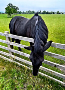 Black horse stretching over fence to graze