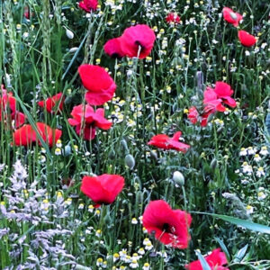Red poppies and daisy field