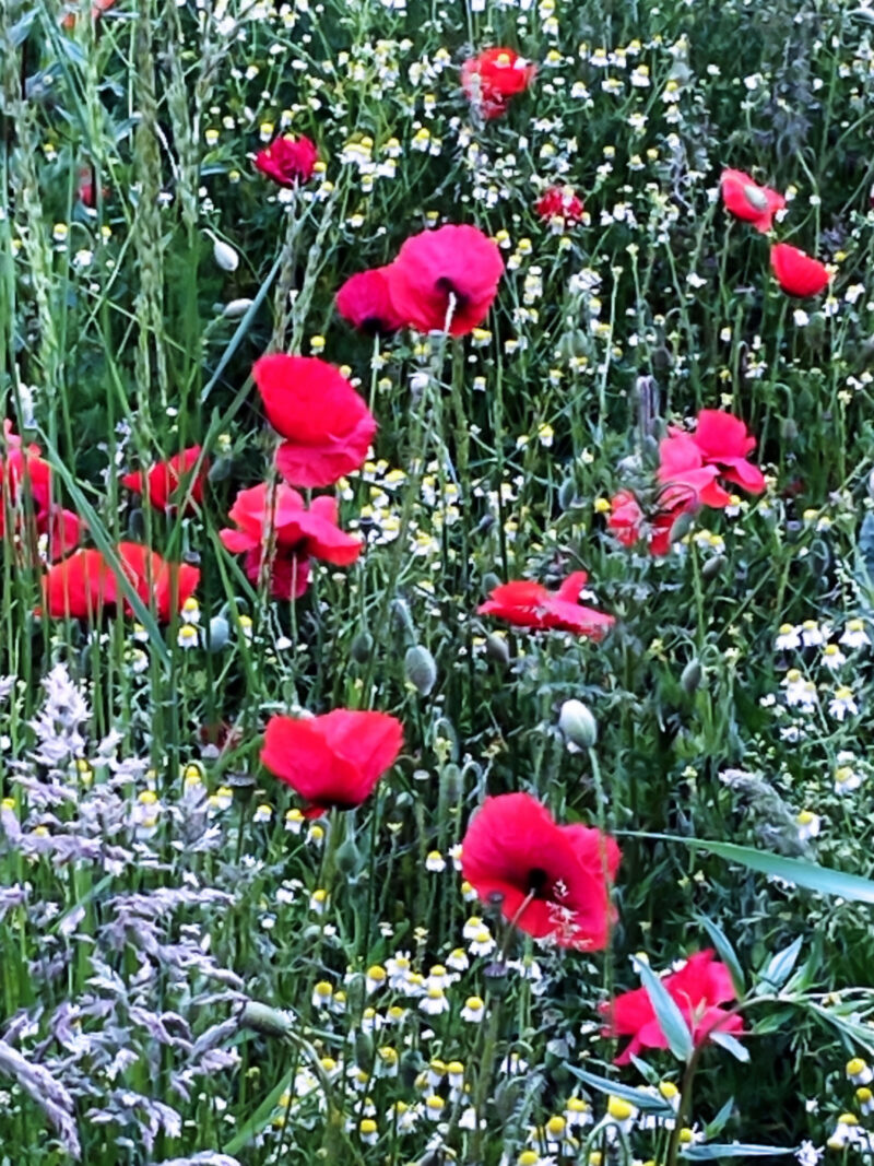 Red poppies and daisy field