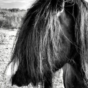 black and white profile of horse's head