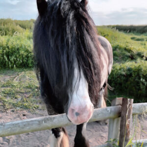 shaggy-maned horse looking over fence