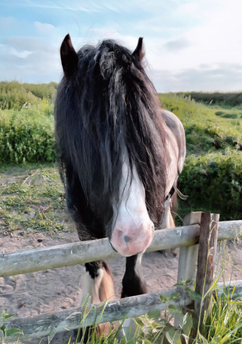 shaggy-maned horse looking over fence