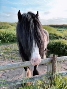 shaggy-maned horse looking over fence