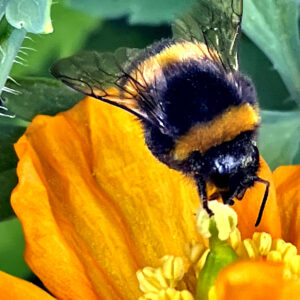 Bumble bee in flight with orange poppy