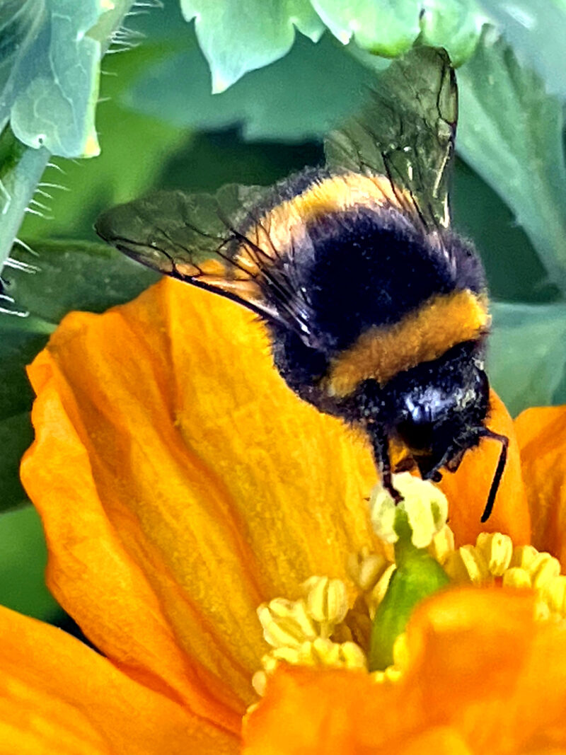Bumble bee in flight with orange poppy
