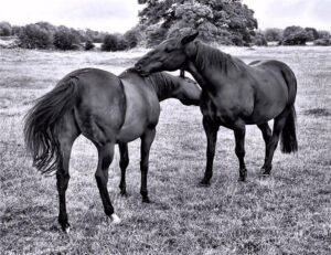 Black and white image of two horses grooming each other