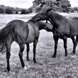 Black and white image of two horses grooming each other