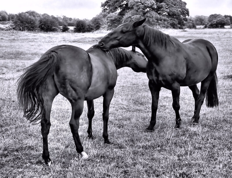 Black and white image of two horses grooming each other