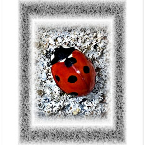 Red ladybird on rock encased in soft black textured frame against a white background