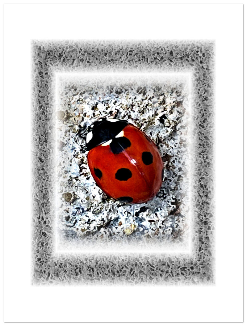 Red ladybird on rock encased in soft black textured frame against a white background