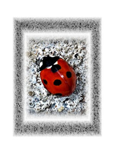 Red ladybird on rock encased in soft black textured frame against a white background
