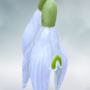 Two snowdrops suspended against an ethereal green/blue background with clouds
