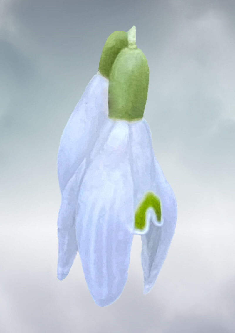 Two snowdrops suspended against an ethereal green/blue background with clouds