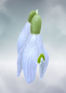 Two snowdrops suspended against an ethereal green/blue background with clouds