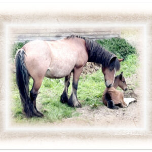Mare kissing her new born foal. Picture framed with soft brown edging against a white background