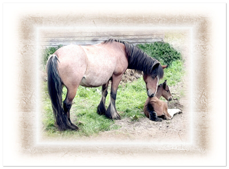 Mare kissing her new born foal. Picture framed with soft brown edging against a white background