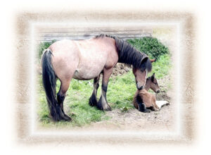 Mare kissing her new born foal. Picture framed with soft brown edging against a white background