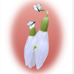 Two snowdrops with two white butterflies encased in a soft cerise oval against a white background