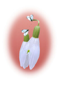 Two snowdrops with two white butterflies encased in a soft cerise oval against a white background