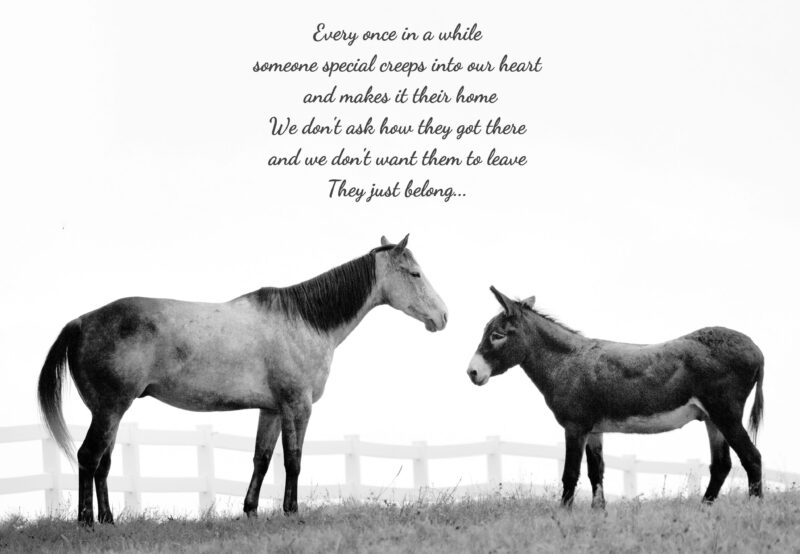 Horse and donkey greeting each other. Card has text.