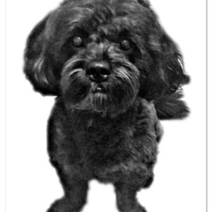 Bichon frise puppy on a white background