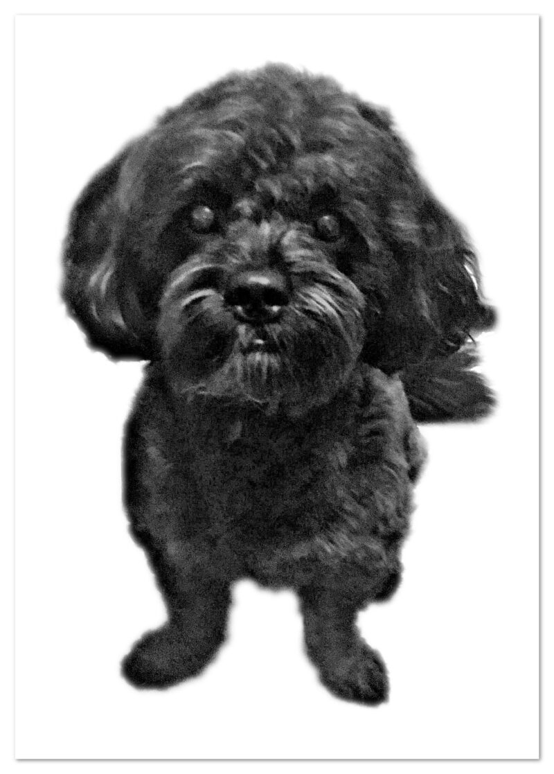 Bichon frise puppy on a white background