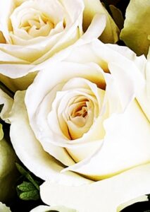 white roses