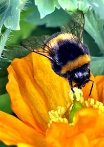 Bumble bee in flight with orange poppy