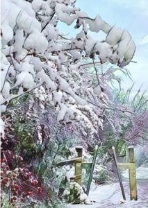 A snowy walk in Chellaston, Derbyshire. Snow-laden tree with red berries.
