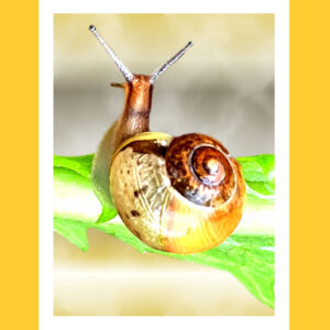 Golden brown garden snail on lettuce leaf encased in white frame with orange background