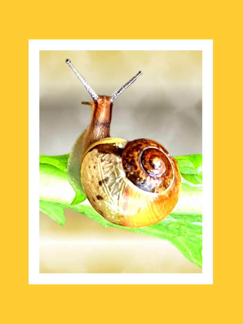 Golden brown garden snail on lettuce leaf encased in white frame with orange background