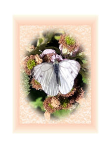 Cabbage white butterfly on blackberry plant. Oval image on mottled pink background, encased in pale pink frame, against white background