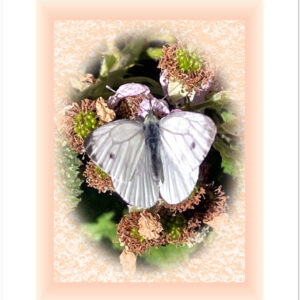 Cabbage white butterfly on blackberry plant. Oval image on mottled pink background, encased in pale pink frame, against white background
