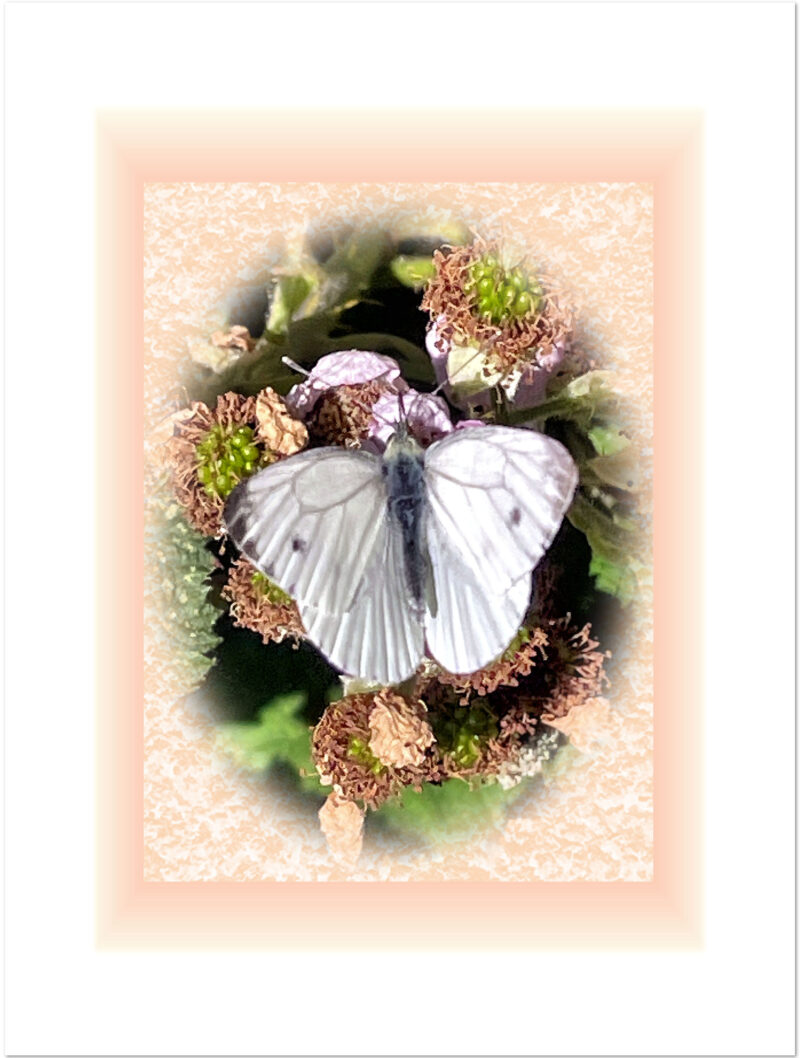 Cabbage white butterfly on blackberry plant. Oval image on mottled pink background, encased in pale pink frame, against white background