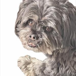 Lhasa Apso dog on white background