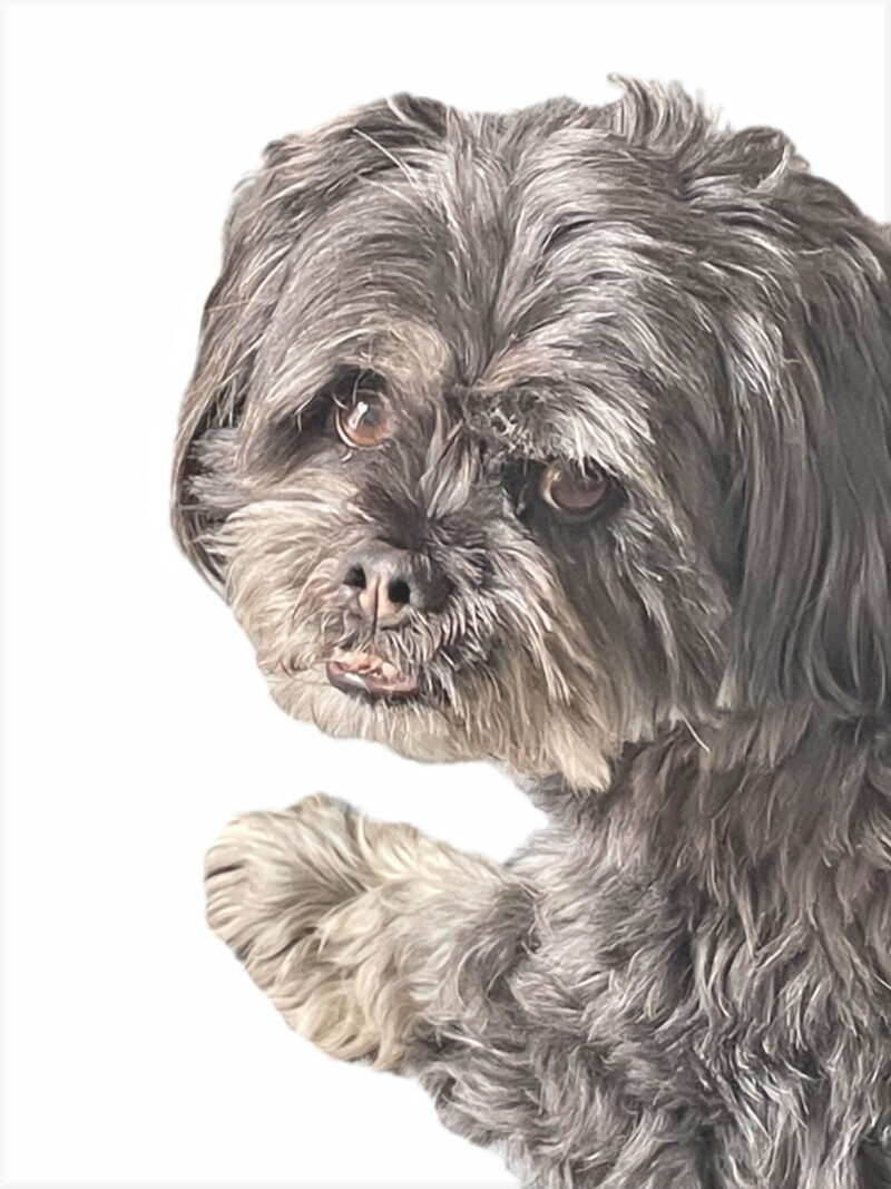 Lhasa Apso dog on white background