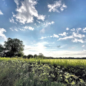 Lowes Lane, Swarkestone, Derbyshire. Beautiful blue skies and fluffy clouds, overlooking lush green landscape strewn with hogweed