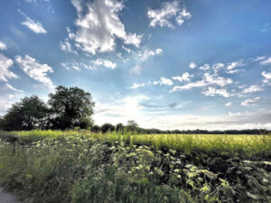 Lowes Lane, Swarkestone, Derbyshire. Beautiful blue skies and fluffy clouds, overlooking lush green landscape strewn with hogweed