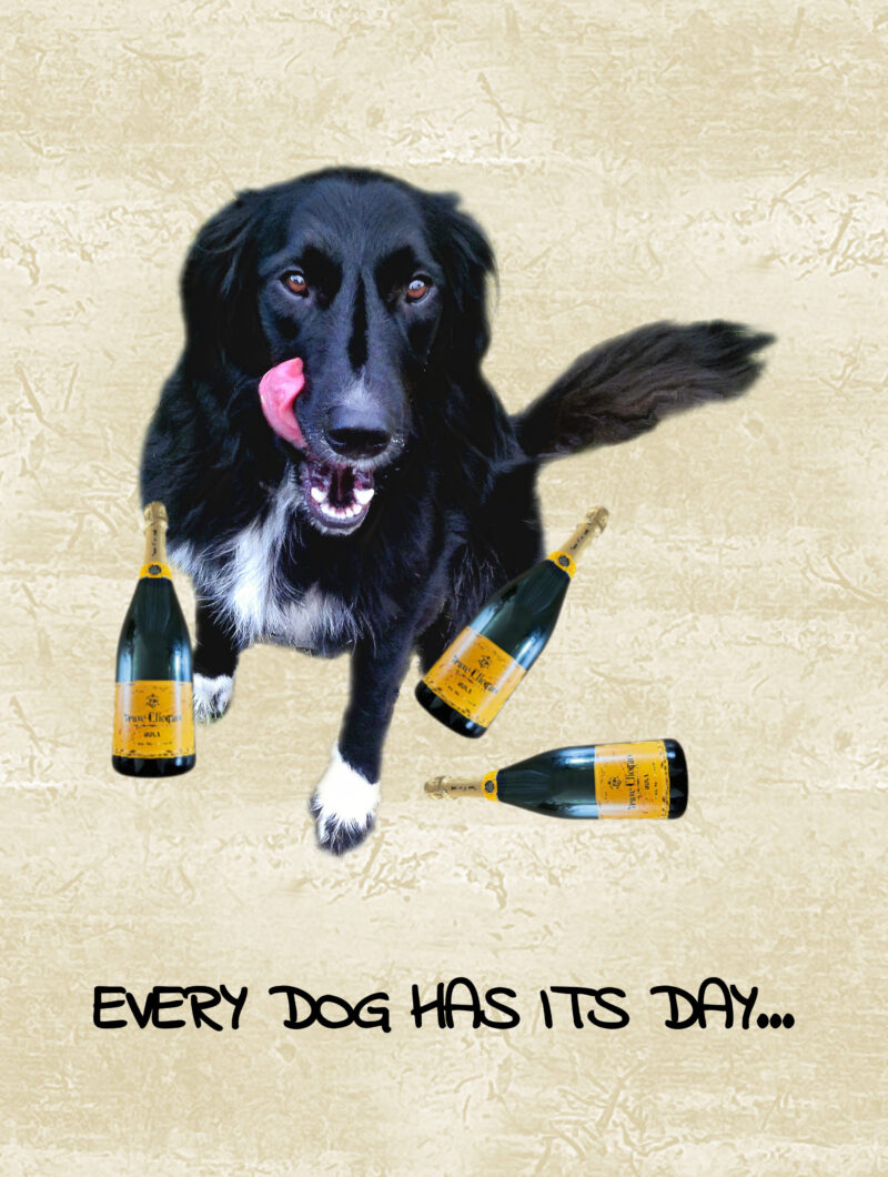 Self-satisfied dog licking lips, with champagne bottles at feet. Card has text