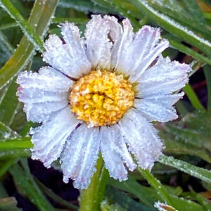 Frost-be-jewelled daisy against a background of frosted reeds