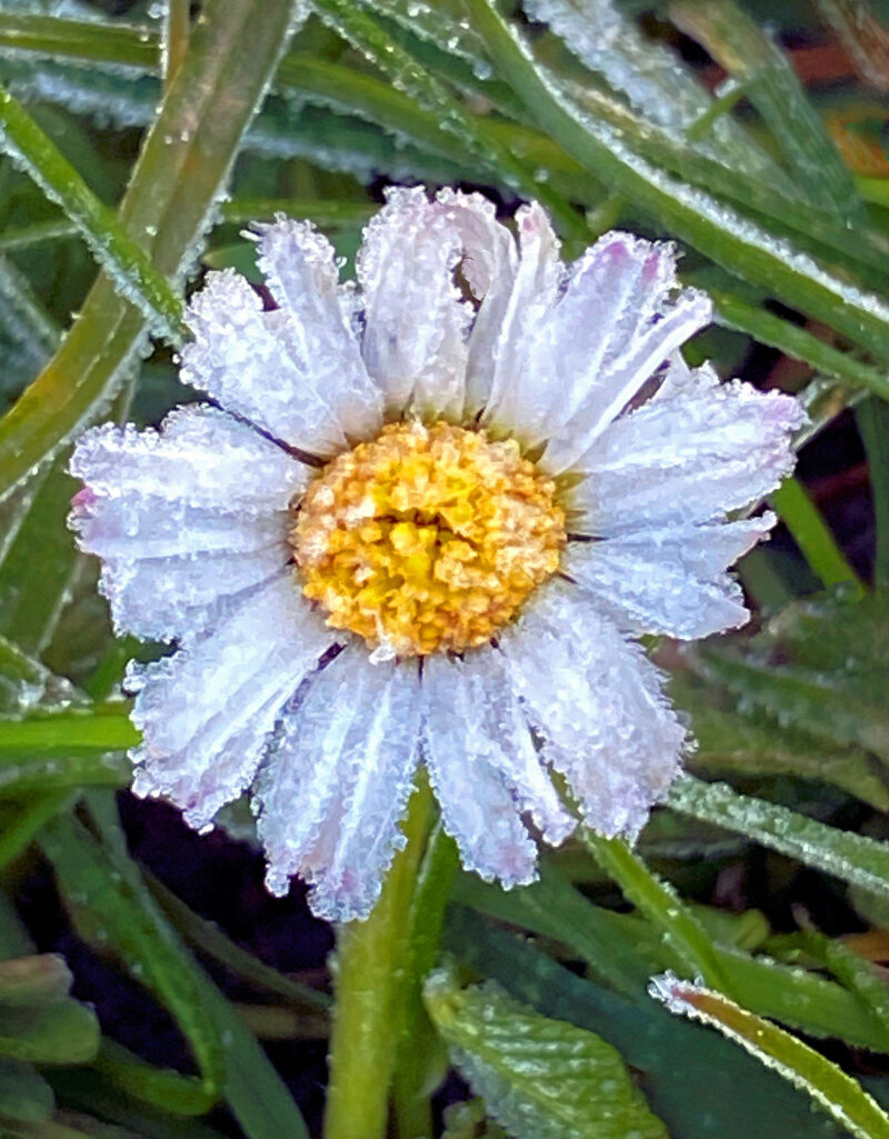 Frost-be-jewelled daisy against a background of frosted reeds