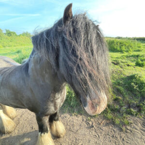 Side profile of windswept horse
