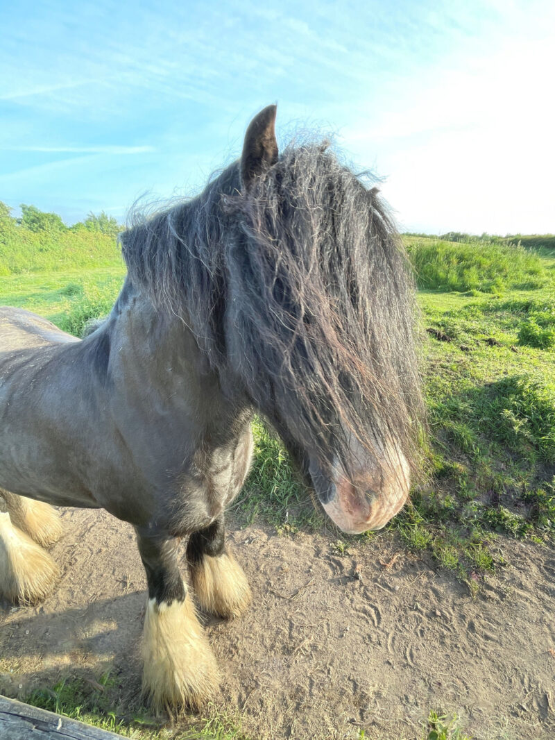 Side profile of windswept horse