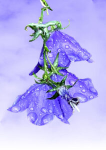 Purple bellflower with droplets of rain, against a purple background with clouds