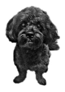 Bichon frise puppy on a white background