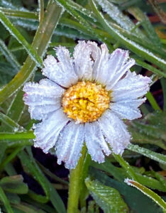 Frost-be-jewelled daisy against a background of frosted reeds