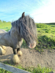Side profile of windswept horse
