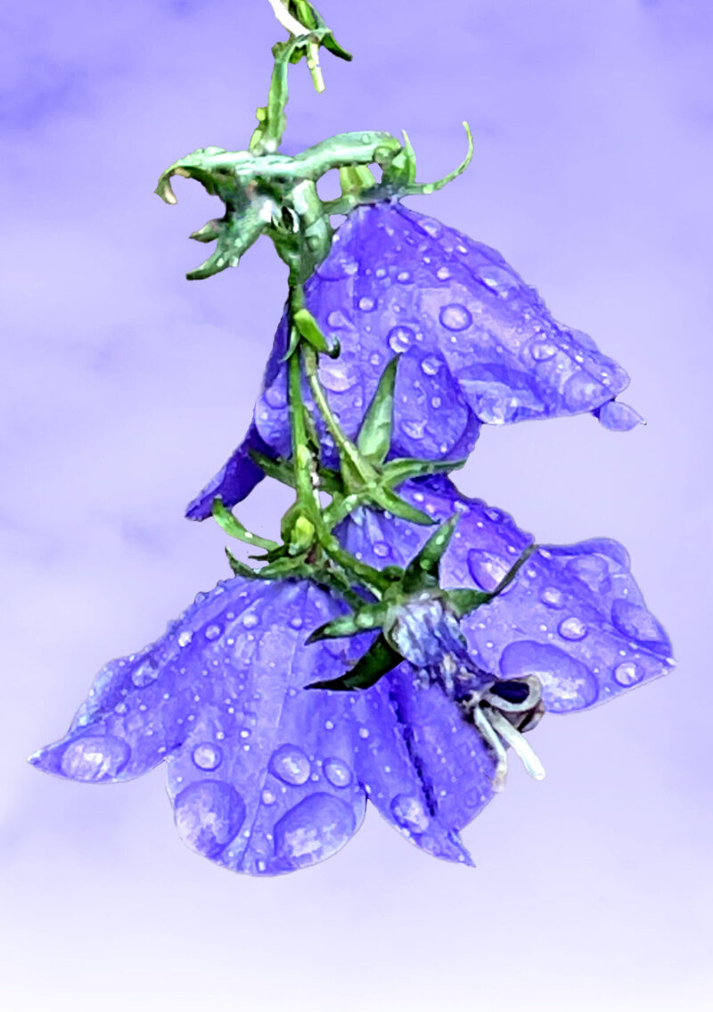 Purple bellflower with droplets of rain, against a purple background with clouds